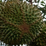 Baja Khas Pokok Durian Berbuah Lebat dan berat ( pack 1kg )