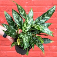 Biji Benih Rare Maria Aglaonema - 3 Seed