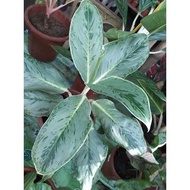 【hot sale】 Ice Aglaonema live plants