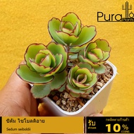 ต้นไม้อวบน้ำ กุหลาบหิน ซีดัม ไซโบลดิอาย Sedum seiboldii #succulent #Sedum