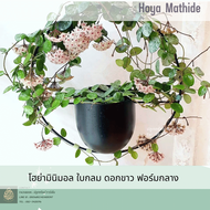 Hoya mathide โฮย่ามินิมอล ใบกลมเล็ก ดอกสีขาว ต้นไม้แขวนประดับ  ต้นไม้แต่งบ้าน