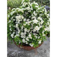 KKB Kemuning Murraya Dwarf, kemuning katik, orange jasmine, murraya paniculata 'min-a-min'