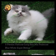 Termurah Kucing Persia Peaknose Super