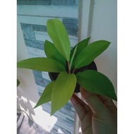 philodendron golden orlando