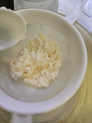新鮮奶克 克菲爾粒 製作乳酪飲品 milk kefir