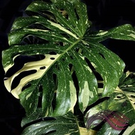 Monstera Thai Constellation Variegated by LS Group