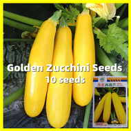 Golden Zucchini Seeds เมล็ดพันธุ์ น้ำเต้า - อัตรางอกสูง 10เมล็ด/ซอง เมล็ดน้ำเต้า Zucchini Vegetable Seeds for Planting Organic Bottle Gourd Seeds Bonsai Vegetable Plants Seeds เมล็ดผักสวนครัว เมล็ดพันธุ์ผัก เมล็ดผัก เมล็ดพืช ผักสวนครัว ปลูกผัก บอนสี เมล็ด
