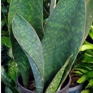 Sansevaria Plant/Snake Plant