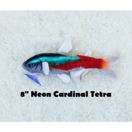 Neon Cardinal Tetra - Original Green Pleco Plushies, Fish Aquarium Collectibles (8 inch)