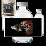 Red Dragon Big Ear Male Bonus Pakan Pelet Guppy 5 Gram