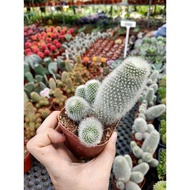 Cactus/Kaktus Abby Le Shop Ready Stock