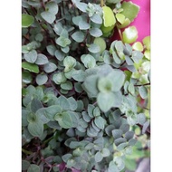 terrarium,palludarium plant turtle vine