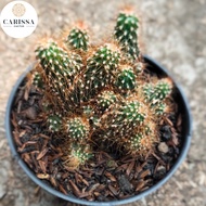 Tanaman hidup Kaktus Ownroot CEREUS JAMACARU