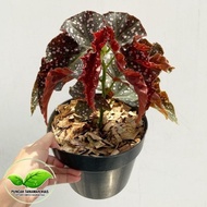 Tanaman hias begonia moca - Begonia mocca