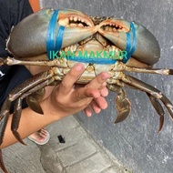 kepiting hidup | kepiting jumbo size super - 800/900 Gram VIRAL