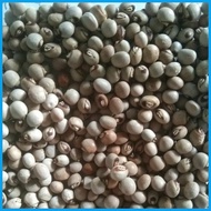∇ Kardis/Kadyos (15 seeds) Pigeon Pea