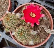 鮮麗丸 3寸盆 仙人掌 實生 多肉植物