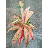 Sindo - Aglaonema Pos Purity Live Plant QH412BHQLU