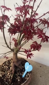 (1ต้น) ต้น เมเปิ้ลญี่ปุ่น บอนไซ อายุ 2-3 ปี ต้นเมเปิ้ล ญี่ปุ่น maple Japanese / saranrak
