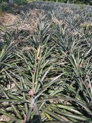 Bibit Murah Bibit Buah Nanas Bogor Super