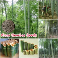 [Easy To Grow In Malaysia] Moso Bamboo Plant Seed Phyllostachys Flower Seeds for Planting (50pcs/bag) 毛竹种子 Garden Flower Plant Seeds Bonsai Tree Live Plant Ornamental Potted Plants Indoor Outdoor Real Air Plant Benih Pokok Gardening Deco Benih Pokok Bunga