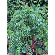 Kedondong/Balonglong (1m - 1.7m height) real live plant free fertiliser 0.5kg free organic soil 3kg