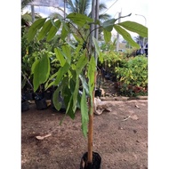 benih pokok longan tangkai emas hybrid