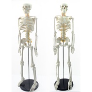 ENOVO ENOVO 85CM Human Skeleton Neural Model Medical Yoga Fitness Teaching Learning Skeleton Model H