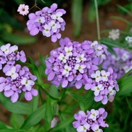 ของแท้ 100% เมล็ด (100 pcs Rocket Candytuft Flower Seeds)เมล็ดพันธุ์ดอกไม้รังผึ้งเหมาะสำหรับผึ้งเก็บ