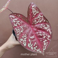 THAI HYBRID CALADIUM / KELADI LUKMAI THAILAND