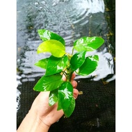 Anubias Golden size M+