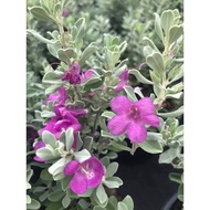 pokok Texas sage purple