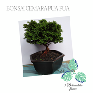 Bonsai cemara inoki