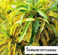 🌱กิ่งสด!!! โกสนเขากวางทอง ชุดละ 3 กิ่ง แถมฟรี 1 กิ่ง ไม้ทนแดดยิ่งโดนแดดยิ่งสวย