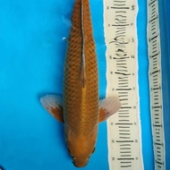 Ikan Koi Import Penjinak Kolam, Chagoi 65 Bu. Reviollastar