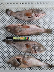 Grouper  200/300 cleaned and gutted