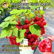 (Fast Growing 1000 Seed) Mixed Bonsai Raspberry Seeds for Planting Fruit Trees Fresh Organic Raspber