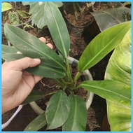 ▬ ℗ ☢ GREEN ORLANDO PHILODENDRON PLANT STABLE!!!!