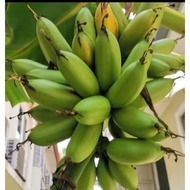 Anak Pokok Pisang Emas - Sedap Dimakan