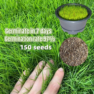 [Easy To Grow In The Philippines] 150seeds Green Grass Seeds for Planting Gardening Decoration Lawn 