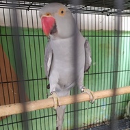 PREMIUM Burung Irn / IRN Parrot / Burung Indian Ringneck