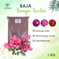 Baja Bunga Kertas/Baja Lebat Bunga/Baja Gemuk Buah