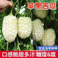 Taiwan Apple Bitter Gourd Seeds White Green Apple Bitter Gourd Seeds Fruit Bitter Gourd Seeds Vegeta