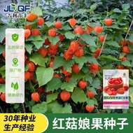 Red Mushroom Lady Fruit Seeds Yellow Lady Red Lady Seeds Lantern Fruit Balcony Courtyard Fruit Type 