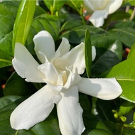 Gardenia taitensis DC.(0.7m), Free 7L Potting Soil, Free 250g Chicken Fertilizer