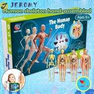 JEROMY Human Body Model, Anatomy Model Mannequin Human Anatomy Model, Human Body Model Organ Removab
