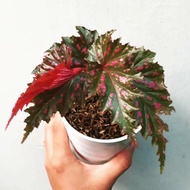 tanaman begonia rex walet serretapetala pink cherry