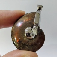 Ammonium pendant Full-Body Ammonite Shell Million-Year-Old Clam Can Be Carried With You. Increase Po