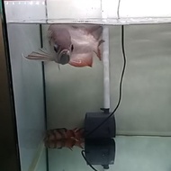 ikan Arwana golden red ukuran 40 cm sehat lincah