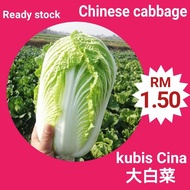 L26 Biji Benih Kubis Cina 大包菜种子 Chinese Cabbage / Vagetable seeds / seed / 蔬菜种子 / 种子
